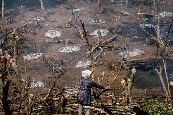 Bogor, Endonezya - 05 Ağustos 2023: Bogor, Batı Java sakinleri, orman bitkilerini keserek ve toprak verimliliğini yeniden sağlamak ve birkaç yıl boyunca planlanan gıda ekinlerini yetiştirmek için arazi temin etmek ve yakmak amacıyla bir teknik olarak eğitildiler.