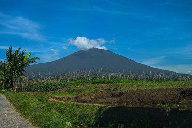 Yeşil pirinç tarlalarının panoramik manzarası dağlar ve parlak mavi gökyüzü karşısında
