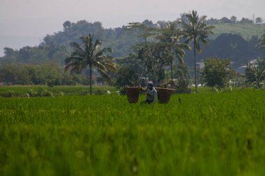 Bir çiftçi 1 Şubat 2024 'te Batı Java, Endonezya' da pirinç tarlasında çalışır.