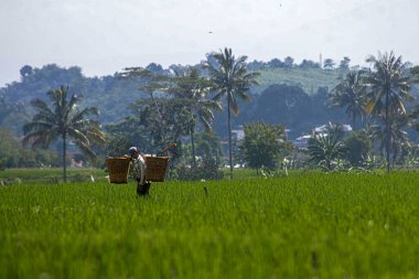 Bir çiftçi 1 Şubat 2024 'te Batı Java, Endonezya' da pirinç tarlasında çalışır.