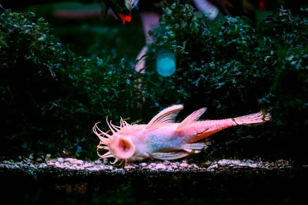 Kırmızı Longfin Albino Bristlenose Pleco - Tropikal Tatlı Su Balığı