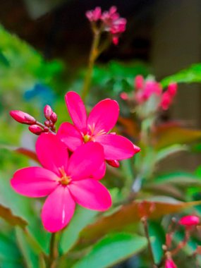 Peregrina süs bitkisi, Küba ve Hispaniola kökenli çiçekli bir bitki türü. Peregrina bitkileri çeşitli kelebek ve sinekkuşu türleri arasında çok popülerdir.