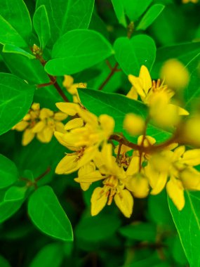Sarı Mai çiçeği (Ochna integerrima), ağaç veya küçük çalıların bir türüdür. Bu bitkinin sarı çiçekli zamanı onu Güney Vietnam 'da çok popüler yapıyor.
