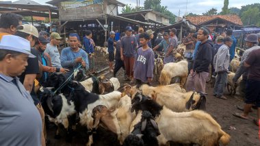 26 Mayıs 2025 'te Bogor Regency, Batı Java, Endonezya' daki en büyük hayvan pazarı olan Jonggol Hayvan Pazarı 'ndaki keçi ve koyun satış merkezindeki kalabalık.