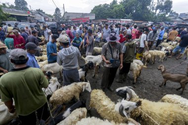 26 Mayıs 2025 'te Bogor Regency, Batı Java, Endonezya' daki en büyük hayvan pazarı olan Jonggol Hayvan Pazarı 'ndaki keçi ve koyun satış merkezindeki kalabalık.