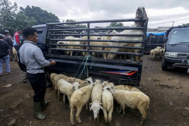 26 Mayıs 2025 'te Bogor Regency, Batı Java, Endonezya' daki en büyük hayvan pazarı olan Jonggol Hayvan Pazarı 'ndaki keçi ve koyun satış merkezindeki kalabalık.