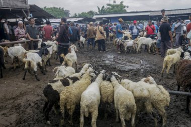 26 Mayıs 2025 'te Bogor Regency, Batı Java, Endonezya' daki en büyük hayvan pazarı olan Jonggol Hayvan Pazarı 'ndaki keçi ve koyun satış merkezindeki kalabalık.