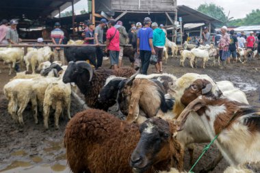 26 Mayıs 2025 'te Bogor Regency, Batı Java, Endonezya' daki en büyük hayvan pazarı olan Jonggol Hayvan Pazarı 'ndaki keçi ve koyun satış merkezindeki kalabalık.