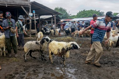 26 Mayıs 2025 'te Bogor Regency, Batı Java, Endonezya' daki en büyük hayvan pazarı olan Jonggol Hayvan Pazarı 'ndaki keçi ve koyun satış merkezindeki kalabalık.