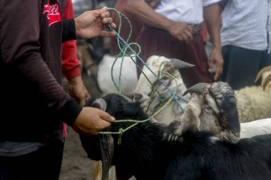 26 Mayıs 2025 'te Bogor Regency, Batı Java, Endonezya' daki en büyük hayvan pazarı olan Jonggol Hayvan Pazarı 'ndaki keçi ve koyun satış merkezindeki kalabalık.