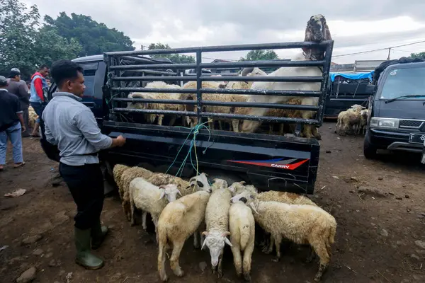 26 Mayıs 2025 'te Bogor Regency, Batı Java, Endonezya' daki en büyük hayvan pazarı olan Jonggol Hayvan Pazarı 'ndaki keçi ve koyun satış merkezindeki kalabalık.