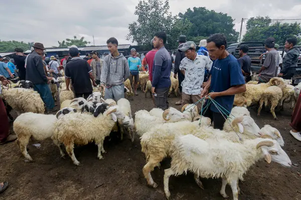 26 Mayıs 2025 'te Bogor Regency, Batı Java, Endonezya' daki en büyük hayvan pazarı olan Jonggol Hayvan Pazarı 'ndaki keçi ve koyun satış merkezindeki kalabalık.