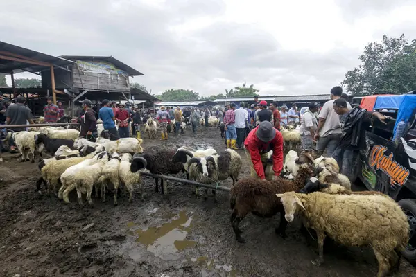 26 Mayıs 2025 'te Bogor Regency, Batı Java, Endonezya' daki en büyük hayvan pazarı olan Jonggol Hayvan Pazarı 'ndaki keçi ve koyun satış merkezindeki kalabalık.