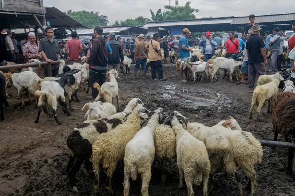 26 Mayıs 2025 'te Bogor Regency, Batı Java, Endonezya' daki en büyük hayvan pazarı olan Jonggol Hayvan Pazarı 'ndaki keçi ve koyun satış merkezindeki kalabalık.