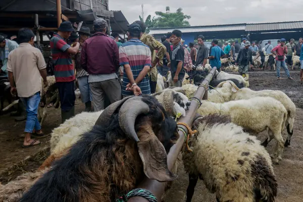 26 Mayıs 2025 'te Bogor Regency, Batı Java, Endonezya' daki en büyük hayvan pazarı olan Jonggol Hayvan Pazarı 'ndaki keçi ve koyun satış merkezindeki kalabalık.