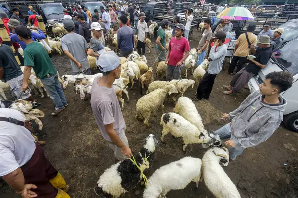 26 Mayıs 2025 'te Bogor Regency, Batı Java, Endonezya' daki en büyük hayvan pazarı olan Jonggol Hayvan Pazarı 'ndaki keçi ve koyun satış merkezindeki kalabalık.