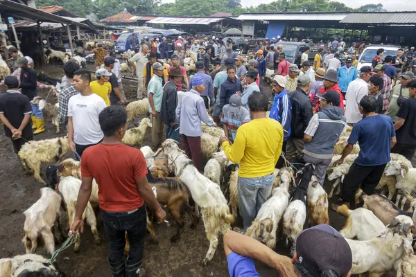 26 Mayıs 2025 'te Bogor Regency, Batı Java, Endonezya' daki en büyük hayvan pazarı olan Jonggol Hayvan Pazarı 'ndaki keçi ve koyun satış merkezindeki kalabalık.