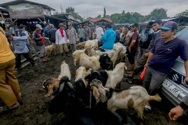 26 Mayıs 2025 'te Bogor Regency, Batı Java, Endonezya' daki en büyük hayvan pazarı olan Jonggol Hayvan Pazarı 'ndaki keçi ve koyun satış merkezindeki kalabalık.