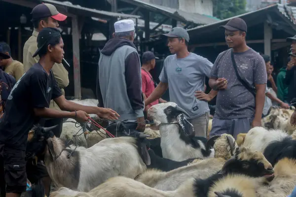 26 Mayıs 2025 'te Bogor Regency, Batı Java, Endonezya' daki en büyük hayvan pazarı olan Jonggol Hayvan Pazarı 'ndaki keçi ve koyun satış merkezindeki kalabalık.