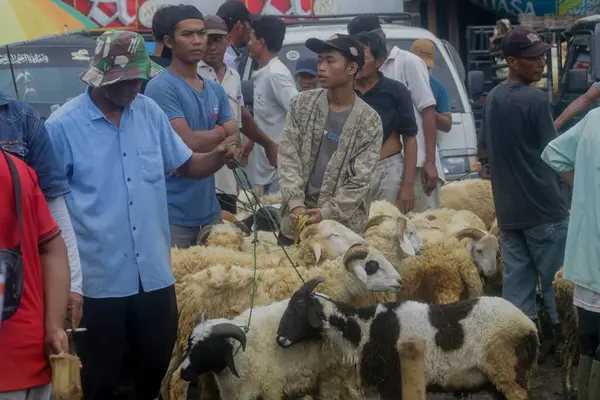 26 Mayıs 2025 'te Bogor Regency, Batı Java, Endonezya' daki en büyük hayvan pazarı olan Jonggol Hayvan Pazarı 'ndaki keçi ve koyun satış merkezindeki kalabalık.