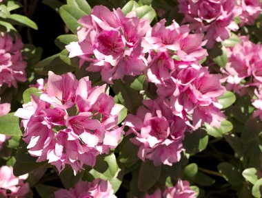 Çiçek açan rododendronun yakın plan fotoğrafı.