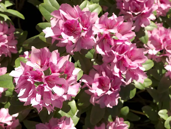 Çiçek açan rododendronun yakın plan fotoğrafı.