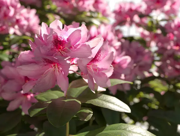 Çiçek açan rododendronun yakın plan fotoğrafı.