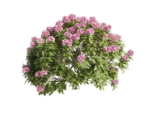 Japon açelyası beyaz arka planda yakın plan