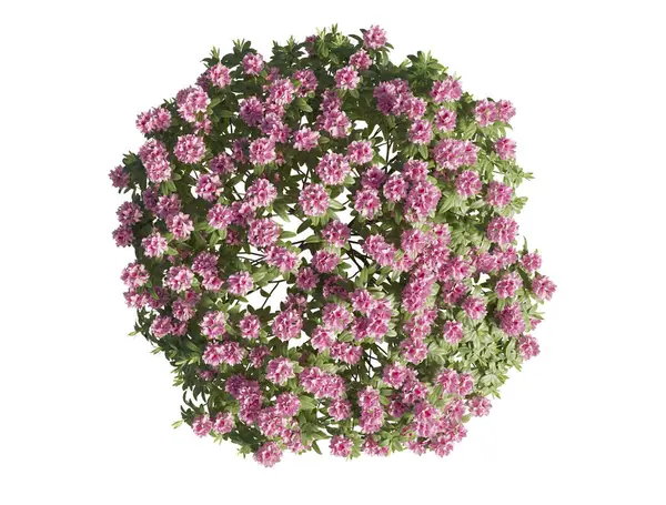 Japon açelyası beyaz arka planda yakın plan