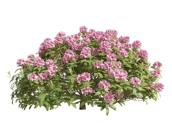 Japon açelyası beyaz arka planda yakın plan