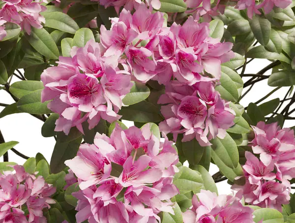 Japon açelyası beyaz arka planda yakın plan