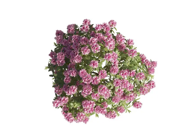 Japon açelyası beyaz arka planda yakın plan