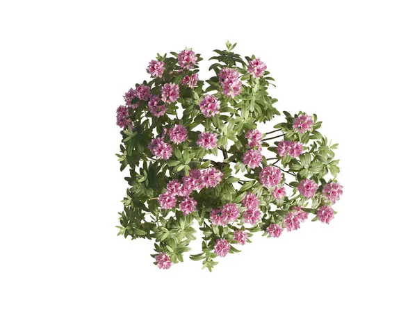 Japon açelyası beyaz arka planda yakın plan