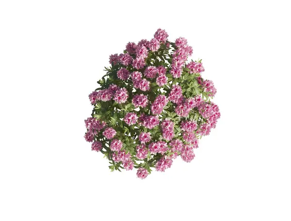 Japon açelyası beyaz arka planda yakın plan