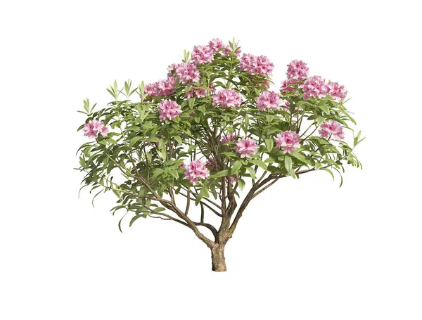 Japon açelyası beyaz arka planda yakın plan