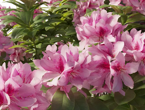 Japon açelyası beyaz arka planda yakın plan