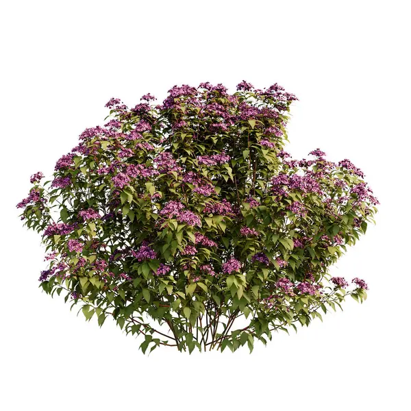 Spirea Japonica çalı yakın plan ve tüm