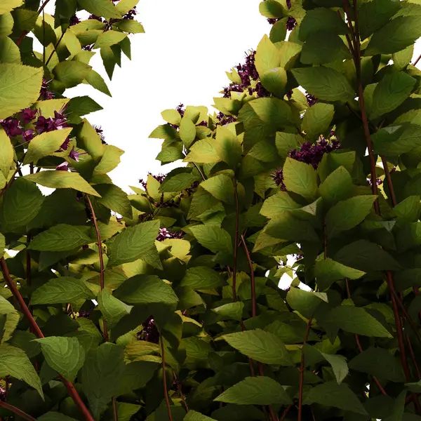 Spirea Japonica çalı yakın plan ve tüm