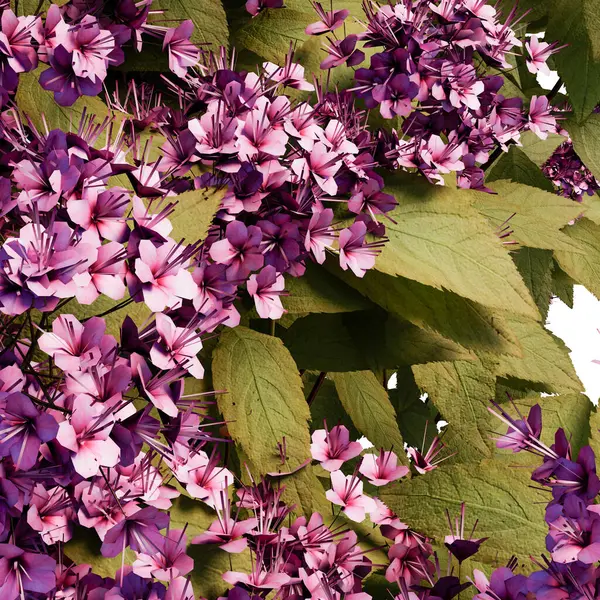 Spirea Japonica çalı yakın plan ve tüm