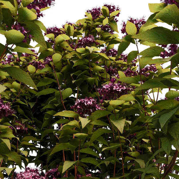 Spirea Japonica çalı yakın plan ve tüm
