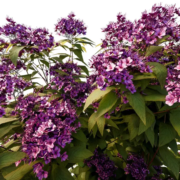 Spirea Japonica çalı yakın plan ve tüm