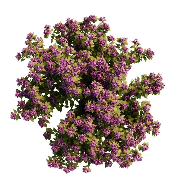 Spirea Japonica çalı yakın plan ve tüm
