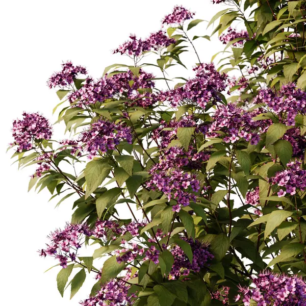 Spirea Japonica çalı yakın plan ve tüm