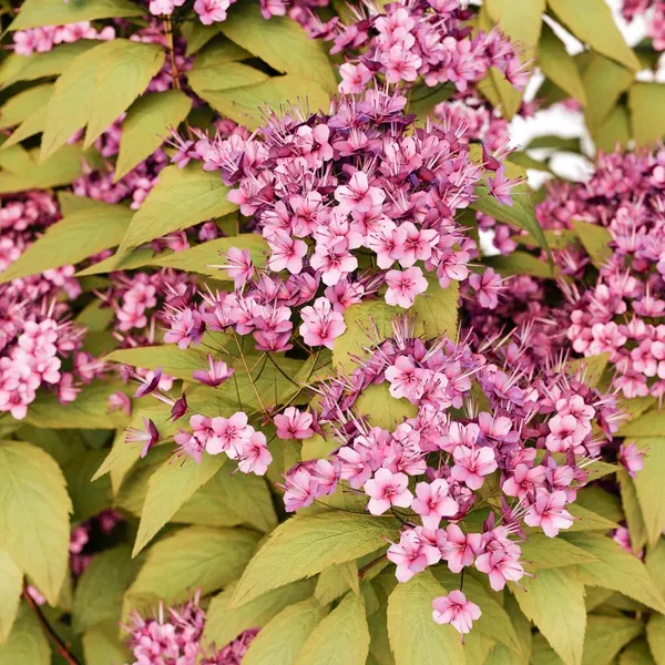 Spirea Japonica çalı yakın plan ve tüm