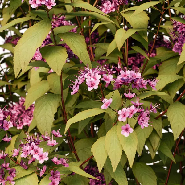 Spirea Japonica çalı yakın plan ve tüm