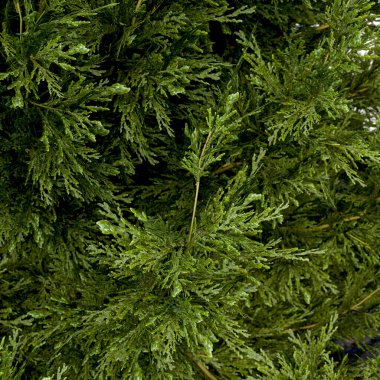 Yeşil ladin dalları, yakın görüş