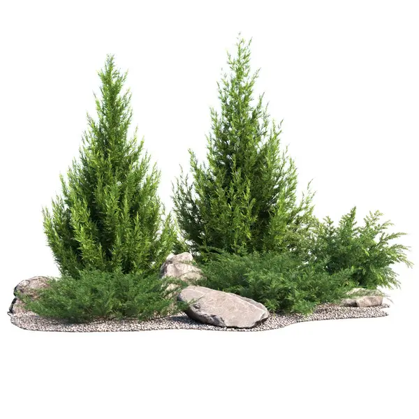 Karlı köknar ağacı