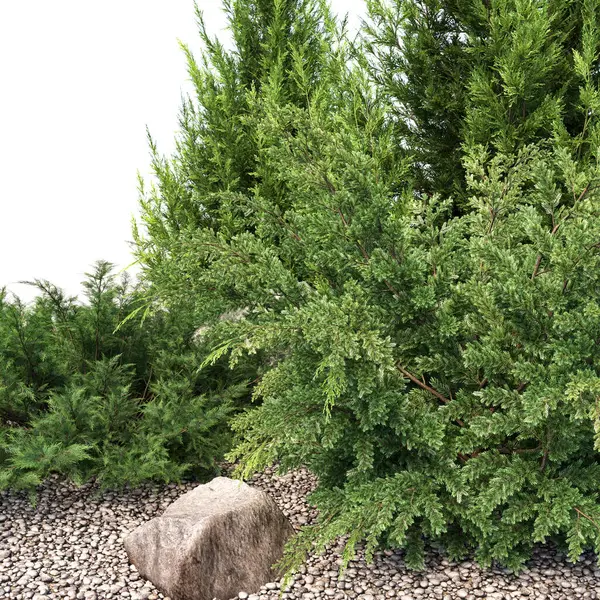 yeşil köknar ağacı dalları