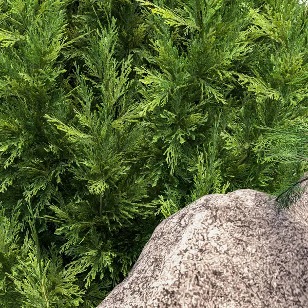 Güzel yeşil çalı, yaz günü büyük taşları olan.