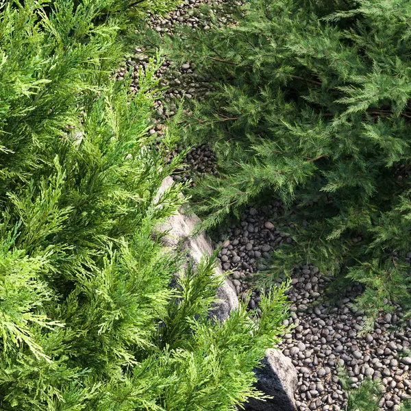 Bahçedeki yeşil thuja ağacı